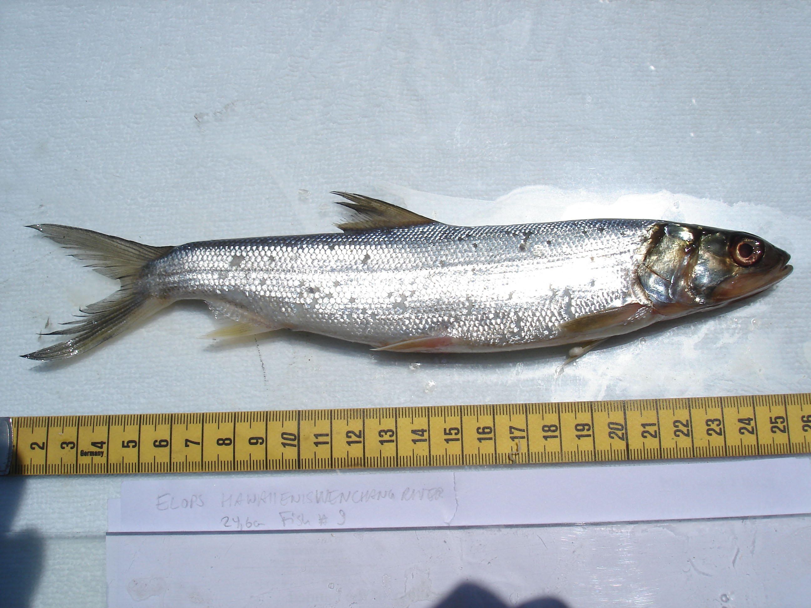 (Elops Linnaeus, 1766) Род ЭЛОПСЫ 7 видов